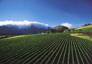 Cape Winelands