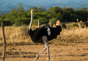 Highgate Ostrich farm