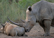 Hluhluwe-Umfolozi Park