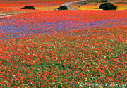 Namaqualand