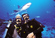 Shark Diving