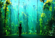 Two Oceans Aquarium
